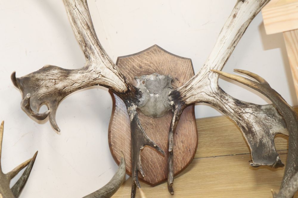 Three sets of antlers / horns
